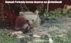 Erzincan Dumanlı Tabiat Parkı’nda bozayı kameralara yansıdı
