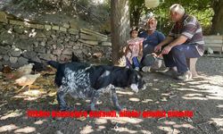 Elazığ’da tilki kabusu: Aileler gündüz nöbette