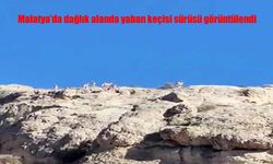 Malatya’da Yaban Keçileri Görüntülendi