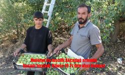 Bin 800 Rakımda Yetişen Akçadağ Armudu Hasadıyla Çiftçinin Yüzünü Güldürdü