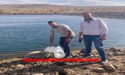Karakoçan’da Göletler Yavru Balıklarla Canlandırıldı