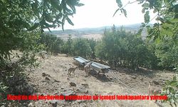 Elazığ’da dağ keçileri sıvatlarda görüntülendi