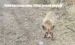 Erzincan’da Vatandaş Tilkiyi Çerezle Besledi