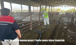 Iğdır’da Hayvan Pazarı Şap Hastalığı Nedeniyle Yeniden Kapatıldı