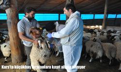 Kars’ta küçükbaş hayvanlara küpe takılarak kayıt altına alınıyor