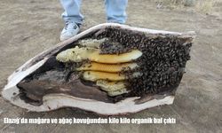 Elazığ’da Mağara ve Ağaç Kovuğundan Organik Bal Çıkarıldı