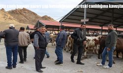 Oltu Canlı Hayvan Pazarı Şap Hastalığı Sonrası Yeniden Canlandı