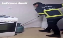 Şırnak’ta İş Yerine Giren Yılan Paniğe Yol Açtı