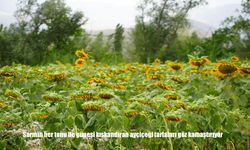 Erzincan’da Ayçiçeği tarlaları kartpostallık görüntüler sunuyor