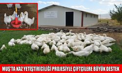 Muş’ta çiftçilere 2 bin kaz yavrusu dağıtıldı