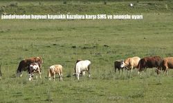 Ardahan’da Hayvan Kaynaklı Trafik Kazalarına Karşı Jandarmadan SMS ve Anonslu Uyarı