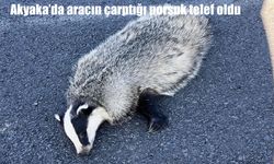 Akyaka’da aracın çarptığı porsuk telef oldu