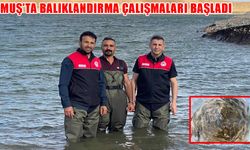 Muş'un su kaynaklarına 1 milyon sazan balığı bırakıldı