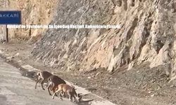 Hakkari’de Yavruları ile Su İçen Dağ Keçileri Kameralara Yansıdı