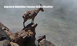 Dağcıların Objektifine Yansıyan Sürpriz Misafirler