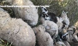 Tunceli Ovacık’ta Koyun İzdihamı: 29 Hayvan Telef Oldu