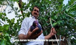 Bursa karası incirini Erzurum’da yetiştirdi