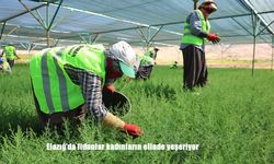 Elazığ’da fidanlar kadınların elinde yeşeriyor
