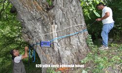 620 yıllık ceviz ağacında hasat
