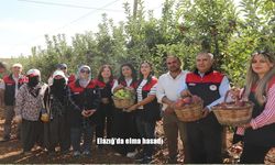 Elazığ’da elma hasadı