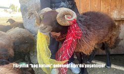 Yüzyıllık "koç katımı" geleneği Ağrı'da yaşatılıyor