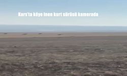 Kars’ta köye inen kurt sürüsü kamerada