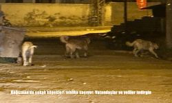 Kağızman’da sokak köpekleri tehlike saçıyor: Vatandaşlar ve veliler tedirgin