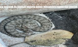 Koca engerek ile kedinin hayatta kalma mücadelesi kameraya yansıdı