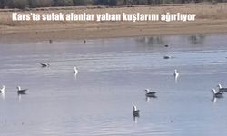 Kars'ta sulak alanlar yaban kuşlarını ağırlıyor
