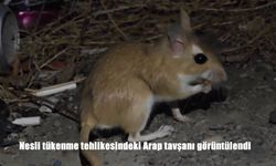 Nesli tükenme tehlikesindeki Arap tavşanı görüntülendi