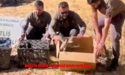 Bitlis’te Keklik ticaretine geçit verilmedi