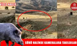 Muş’ta yaban domuz sürüsü kameralara yansıdı