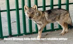 Zincire vurulmuş halde bulunan kurt rehabilite ediliyor