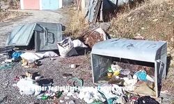 Boz ayılar Yedigölleri savaş alanına çevirdi