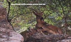 Tunceli'de dağ keçileri yerleşim yerlerine kadar indi