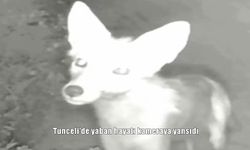 Tunceli’de yaban hayatı kameraya yansıdı