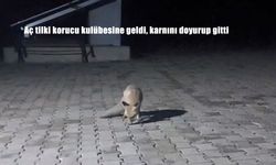 Aç tilki korucu kulübesine geldi, karnını doyurup gitti