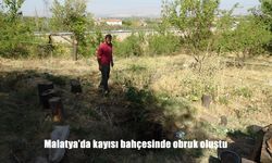 Malatya'da kayısı bahçesinde obruk oluştu