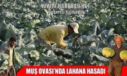 Muş Ovası’nda 3 bin dekarlık alanda lahana hasadı başladı
