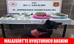 Muş’ta kenevir operasyonu
