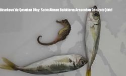 Yüksekova’da Şaşırtan Olay: Satın Alınan Balıkların Arasından Denizatı Çıktı!