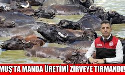 Muş Ovası manda üssü oldu: Türkiye’de 7’nci sıraya yükseldi