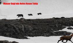 Munzur Dağı’nda Nefes Kesen Takip: Boz Ayıdan Kaçan Dağ Keçileri Kamerada