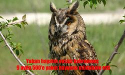Van'da Yaban Hayatına Can Veren Merkez: 9 Ayda 500’ün Üzerinde Müdahale