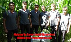 Malatya Tarım Lisesi Öğrencileri Silajlık Mısır Hasadına Başladı: 600-700 Ton Rekolte Bekleniyor