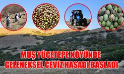 110 yıllık gelenek: Muş’ta imece usulü ceviz hasadı başladı