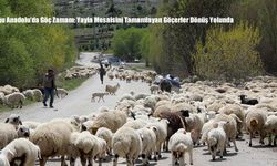 Doğu Anadolu’da Göç Zamanı: Yayla Mesaisini Tamamlayan Göçerler Dönüş Yolunda