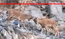 Hakkari’de Yavru Dağ Keçilerinin Kayalık Üzerindeki Tatlı Mücadelesi Kamerada