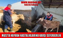 Muş’ta şap hastalığına karşı aşı çalışmaları aralıksız devam ediyor