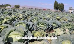 Patnos’ta Lahana Hasadı Bereketli Başladı